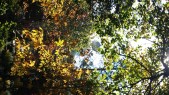 McDowell Bell Tower through the leaves.